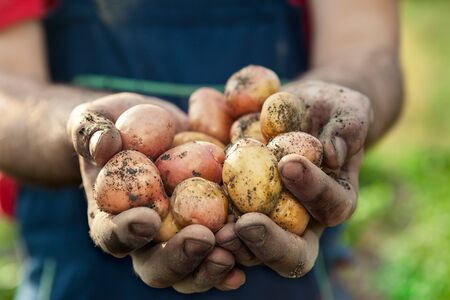 Fresh potato in hands of a farmer
