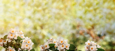 Blooming of jasmine flowers,sun rays on the side on beautiful summer day