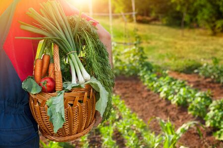 Basket filled with various fresh vegetables in hands of workerの写真素材