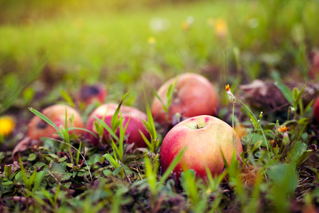 Apples fallen from the tree lying on grassの写真素材