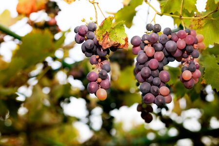 Sweet and tasty grapes on the treeの写真素材