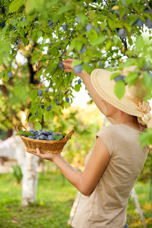 Woman farmer picking fruits from the treeの写真素材