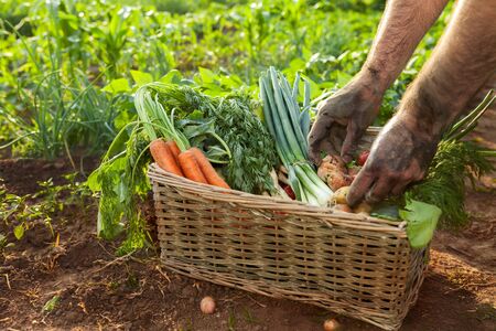 Vegetables in basket and farmer hands picking potatoの写真素材