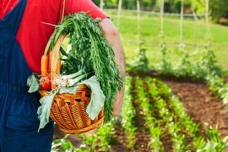 Gardener carrying basket with organic vegetables in the gardenの写真素材