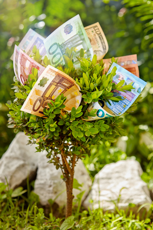 Little tree with money bills on it,money growing conceptの写真素材