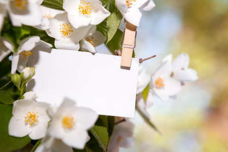 Close shot of empty white paper on flower leaves hooked with clothespinの写真素材