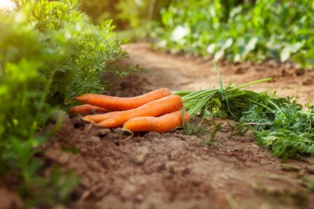 Carrots picking in garden.Carrots on garden ground.の写真素材