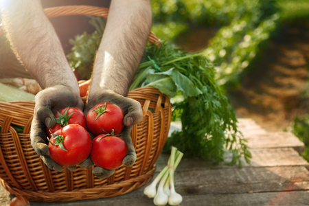 Tomato harvest.Hands of farmer with tomato.Tomato picking.の写真素材