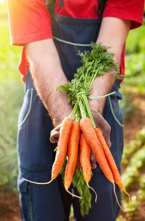 Carrot harvest.Carrots in farmer hands.Carrot picking.の写真素材