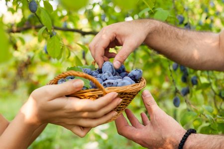 Female and male hands holding the freshly picked plumsの写真素材