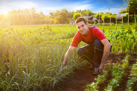 Gardener working in garden on sunny dayの写真素材