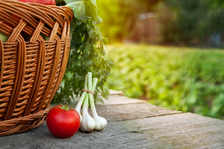 Tomato and onion table in the garden with wicker basketの写真素材