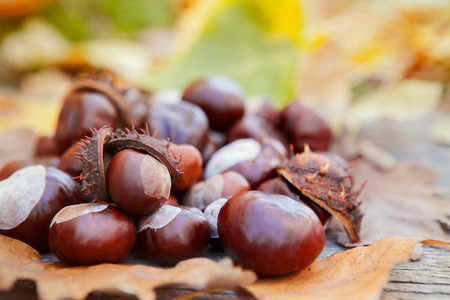 Different size of chestnuts with leaves on wooden backgroundの写真素材