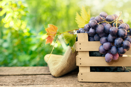 Fresh bunch of grapes on wooden surfaceの写真素材