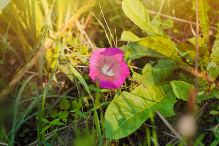 Beautiful single flower in the grassの写真素材