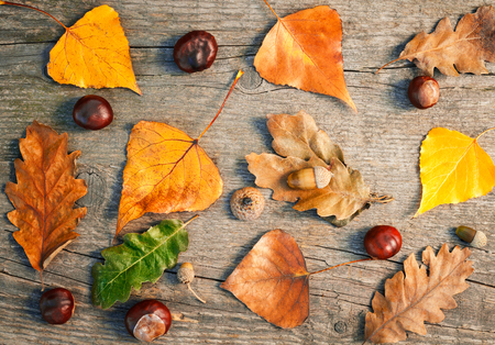 Autumn border with fallen leaves,acorns and chestnuts on wooden backgroundの写真素材