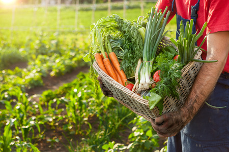 Organic vegetables in basket.Farmer holding basket with organic vegetables.の写真素材