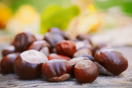 Close up of fallen chestnuts on wooden surfaceの写真素材