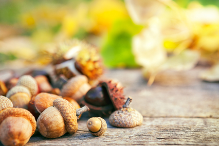 Fresh acorns on wooden surface.Autumn nature background.の写真素材