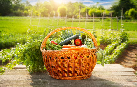 Organic vegetable in basket on wooden tableの写真素材