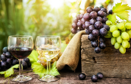 Tasty red and white wine in glass, wine tastingの写真素材