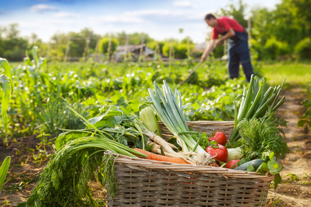 Basket with organic vegetable and gardener working in backgroundの写真素材