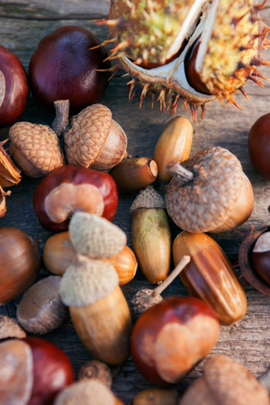 Close up view of autumn chestnuts and acorns の写真素材