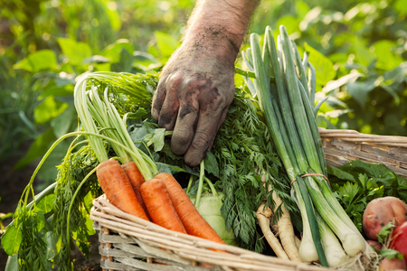 Man pick carrot from a wicker basket の写真素材