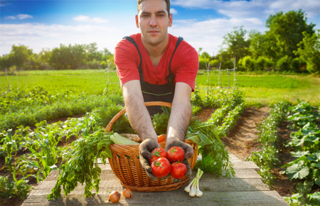 Tomato in farmer hands.Young farmer holding fresh tomato.の写真素材