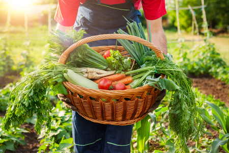 Mixed organic vegetable in wicker basket.Farmer holding basket with vegetables.の写真素材