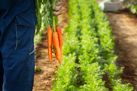 Gardener holding fresh picked carrots in handsの写真素材