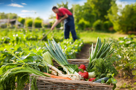 Mixed organic vegetable in wicker basket in garden,gardener working in the backgroundの写真素材