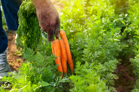 Carrots in garden.Carrots picking.Farmer picking carrots.の写真素材