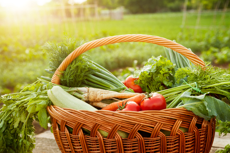 Fresh organic vegetable in wicker basket in the gardenの写真素材