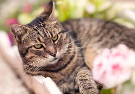 lovely cat lying in your favorite place, vintage effect love for the animalsの写真素材