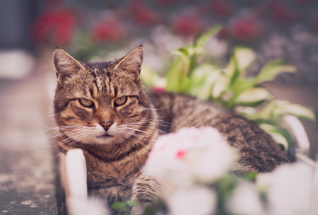 Cute cat resting  under sunshineの写真素材