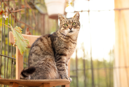 Big and strong cat male sitting on chair in yardの写真素材
