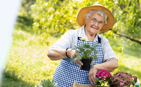 Smiling senior woman holding sapling plant in gardenの写真素材
