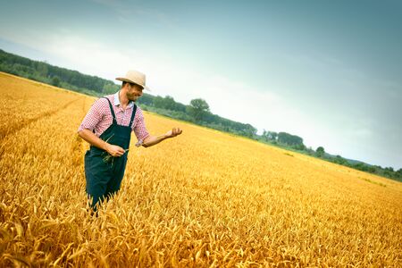 Young farmer looks at the harvest of wheat check is field ready to harvest