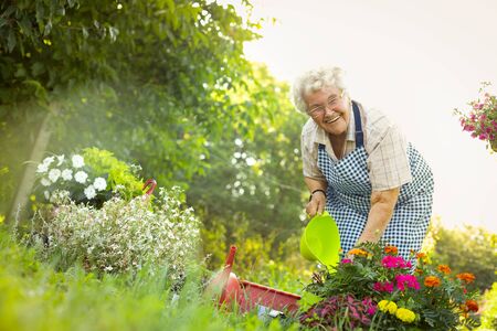 Happy woman watering  flowers in garden, senior active peopleの写真素材