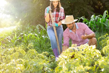 Young farmers team working in vegetable fieldの写真素材