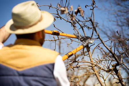 Man pruning fruit trees by pruning shears.