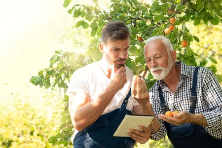 Senior farmer man with a younger colleague working with new technology in their apricot orchard