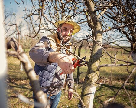 Male farmer look after the garden. Spring pruning of fruit tree. Man with pruner shears the tips of...