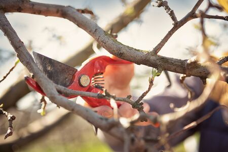 Close-up of a farmer hand. Prune the fruit tree with professional steel scissors. Traditional...
