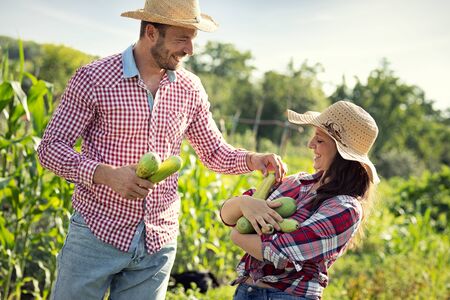 Young man helping farmer girl to pick up zucchini in into her arms. Smiling couple harvesting zucchini. Organic vegetablesの写真素材