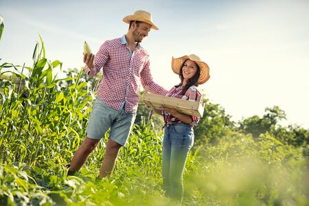 Couple of young farmers harvesting zucchini on organic farm の写真素材