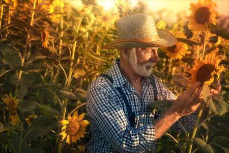Senior farmer standing in the sunflower field, examining his crops before harvesting.