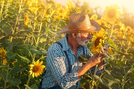 Senior farmer examining crop of sunflowers in field