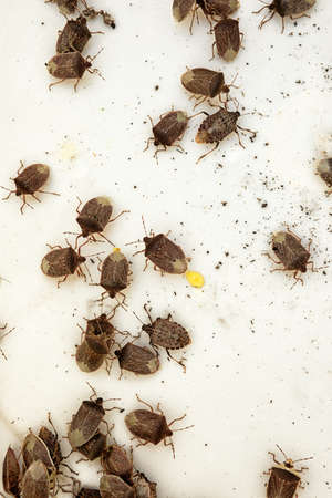 Swarm of brown marmorated stink bugs on a white surface